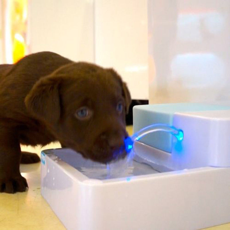 Automatic 1.8L LED Pet Water Feeder Cats/ Dogs
